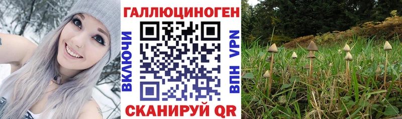 Псилоцибиновые грибы Psilocybe  Красавино 