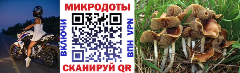 Псилоцибиновые грибы мицелий Красавино